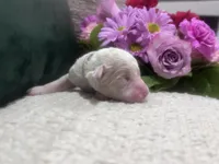 Sky, a female Goldendoodle and Poodle - Standard  for sale in Fredericksburg, VA – Photo 2 of 7