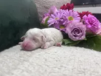 Sky, a female Goldendoodle and Poodle - Standard  for sale in Fredericksburg, VA – Photo 5 of 7