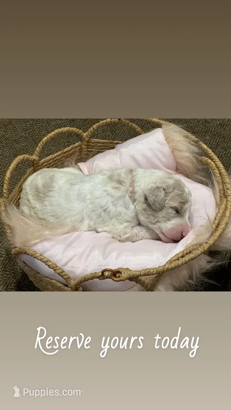 Sky – Goldendoodle, Poodle - Standard  puppy for sale in Fredericksburg, VA