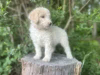 Sky, a female Goldendoodle and Poodle - Standard  for sale in Fredericksburg, VA – Photo 6 of 10