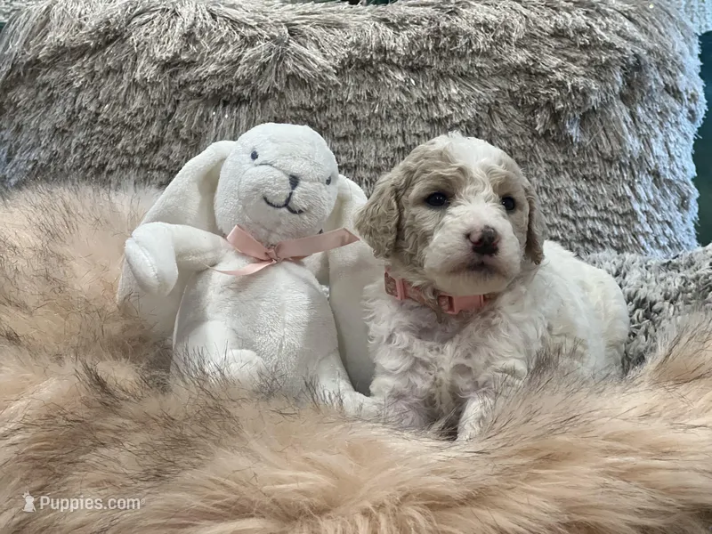 Sky – Goldendoodle, Poodle - Standard  puppy for sale in Fredericksburg, VA