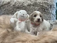 Sky, a female Goldendoodle and Poodle - Standard  for sale in Fredericksburg, VA – Photo 4 of 10