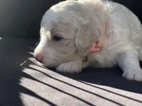 Sky, a female Goldendoodle and Poodle - Standard  for sale in Fredericksburg, VA – Photo 5 of 9