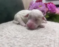 Sky, a female Goldendoodle and Poodle - Standard  for sale in Fredericksburg, VA – Photo 1 of 7