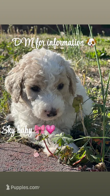 Sky – Goldendoodle, Poodle - Standard  puppy for sale in Fredericksburg, VA