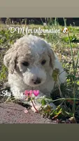 Sky, a female Goldendoodle and Poodle - Standard  for sale in Fredericksburg, VA – Photo 9 of 10