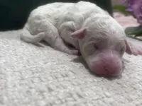 Sky, a female Goldendoodle and Poodle - Standard  for sale in Fredericksburg, VA – Photo 4 of 7