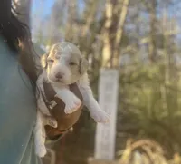 Sky, a female Goldendoodle and Poodle - Standard  for sale in Fredericksburg, VA – Photo 2 of 9