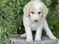 Sky, a female Goldendoodle and Poodle - Standard  for sale in Fredericksburg, VA – Photo 7 of 10