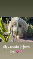 Sky, a female Goldendoodle and Poodle - Standard  for sale in Fredericksburg, VA – Photo 8 of 10