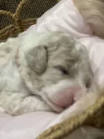 Sky, a female Goldendoodle and Poodle - Standard  for sale in Fredericksburg, VA – Photo 4 of 9