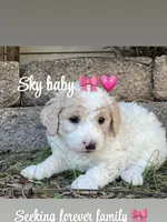 Sky, a female Goldendoodle and Poodle - Standard  for sale in Fredericksburg, VA – Photo 2 of 10