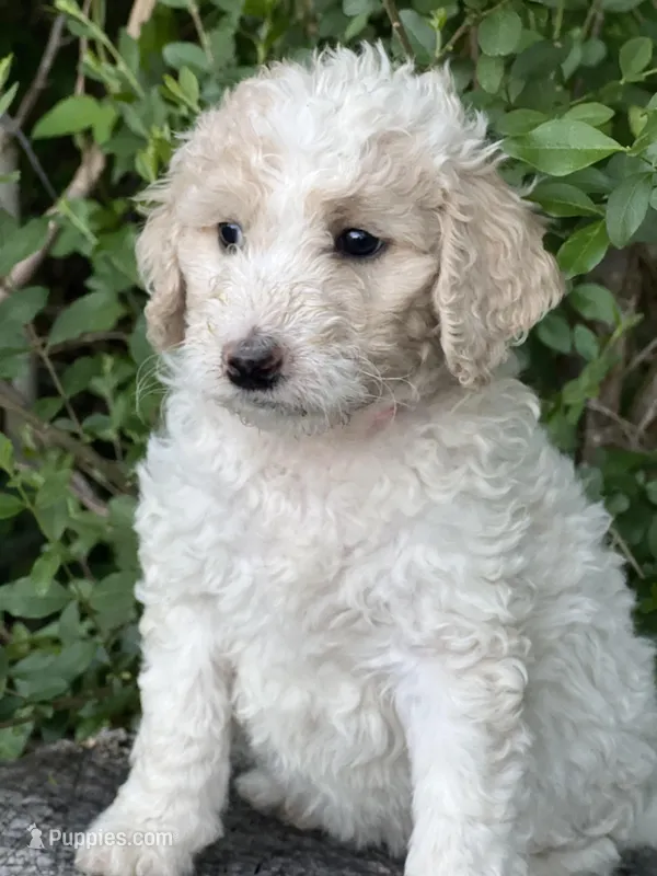 Sky – Goldendoodle, Poodle - Standard  puppy for sale in Fredericksburg, VA