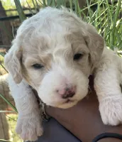 Sky, a female Goldendoodle and Poodle - Standard  for sale in Fredericksburg, VA – Photo 1 of 9