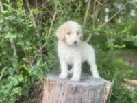 Sky, a female Goldendoodle and Poodle - Standard  for sale in Fredericksburg, VA – Photo 10 of 10