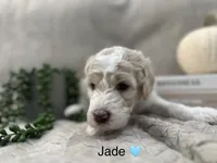 Jade 🩵, a female Goldendoodle and Poodle - Standard  for sale in Fredericksburg, VA – 9 of 10