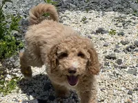 Kiko , a male Goldendoodle and Poodle - Standard  for sale in Fredericksburg, VA – 6 of 7