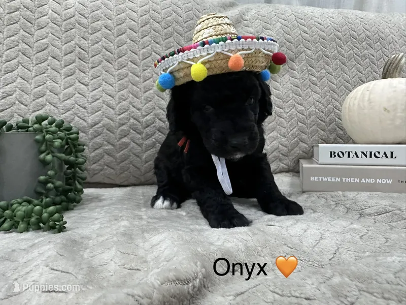Onyx 🧡 – Goldendoodle, Poodle - Standard  puppy for sale in Fredericksburg, VA