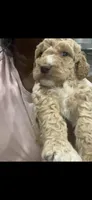 Willow , a male Goldendoodle and Poodle - Standard  for sale in Fredericksburg, VA – Photo 6 of 6