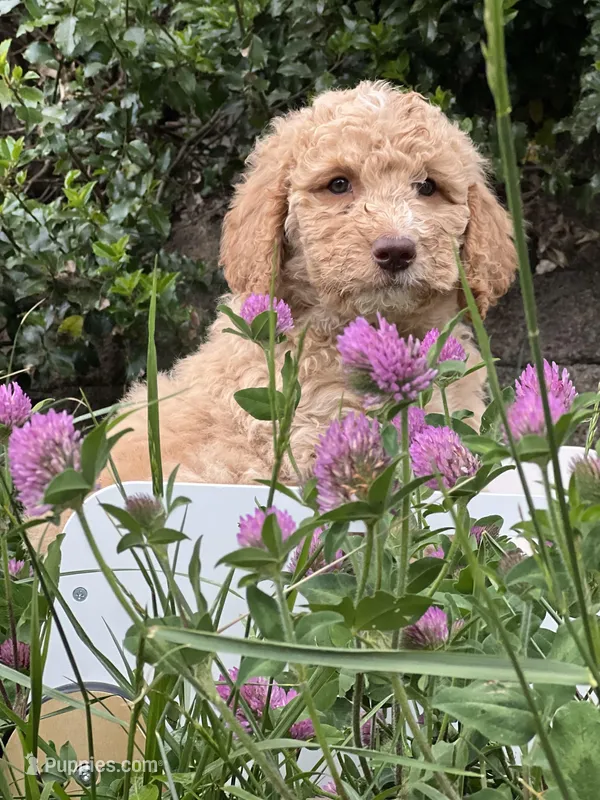 Willow  – Goldendoodle, Poodle - Standard  puppy for sale in Fredericksburg, VA
