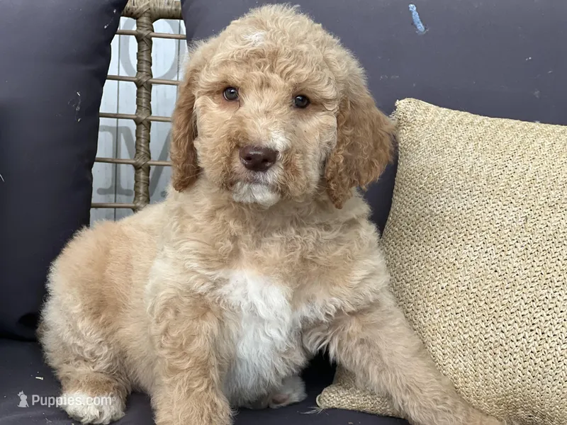 Willow  – Goldendoodle, Poodle - Standard  puppy for sale in Fredericksburg, VA