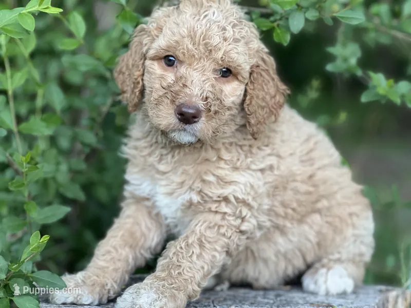Willow  – Goldendoodle, Poodle - Standard  puppy for sale in Fredericksburg, VA
