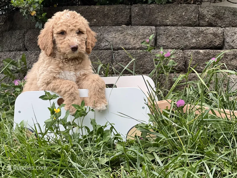 Willow  – Goldendoodle, Poodle - Standard  puppy for sale in Fredericksburg, VA