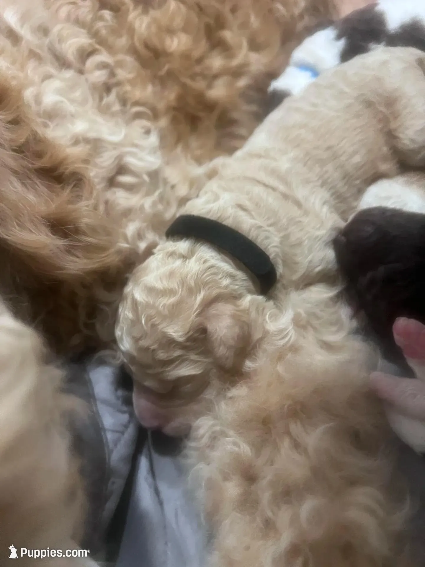 Willow , a male Goldendoodle and Poodle - Standard  for sale in Fredericksburg, VA – Photo 5 of 6