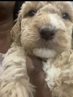 Willow , a male Goldendoodle and Poodle - Standard  for sale in Fredericksburg, VA – Photo 3 of 6