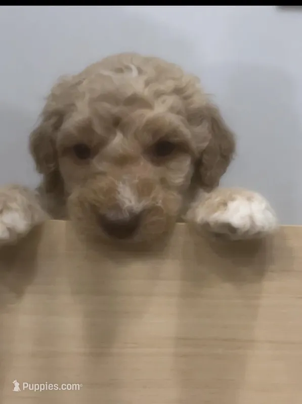 Willow  – Goldendoodle, Poodle - Standard  puppy for sale in Fredericksburg, VA
