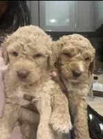 Willow , a male Goldendoodle and Poodle - Standard  for sale in Fredericksburg, VA – Photo 2 of 6