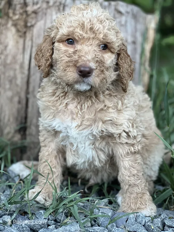 Willow  – Goldendoodle, Poodle - Standard  puppy for sale in Fredericksburg, VA