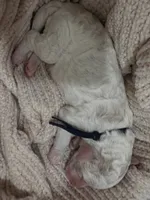 Ash🖤, a male Goldendoodle and Poodle - Standard  for sale in Fredericksburg, VA – 2 of 4