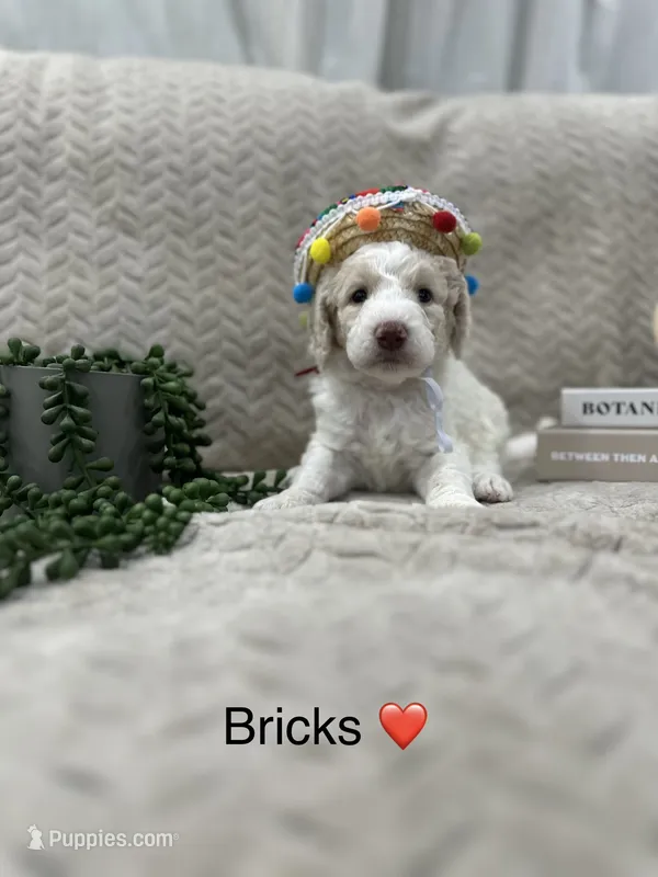 Bricks ❤️ – Goldendoodle, Poodle - Standard  puppy for sale in Fredericksburg, VA