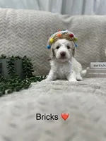 Bricks ❤️, a male Goldendoodle and Poodle - Standard  for sale in Fredericksburg, VA – 5 of 10