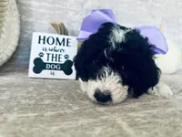 Lavender 💜, a female Goldendoodle for sale in Fredericksburg, VA – 2 of 10