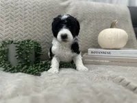 Lavender 💜, a female Goldendoodle for sale in Fredericksburg, VA – 9 of 10