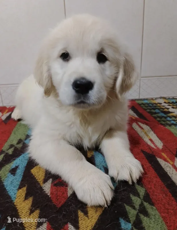 Jane – Golden Retriever puppy for sale in Piscataway, NJ