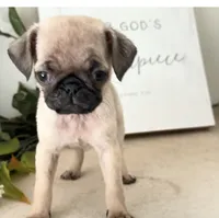 Aubrey , a female Pug for sale in Corona, CA – 4 of 4