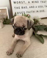 Aubrey , a female Pug for sale in Corona, CA – 2 of 4