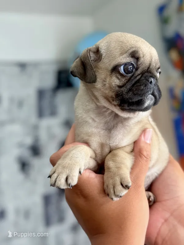 Aubrey  – Pug puppy for sale in Corona, CA