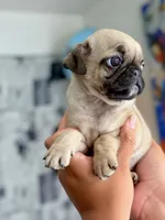 Aubrey , a female Pug for sale in Corona, CA – 1 of 4