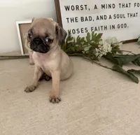 Aubrey , a female Pug for sale in Corona, CA – 3 of 4