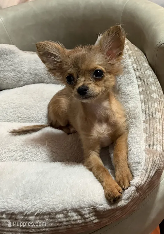 Liliette  – Chihuahua puppy for sale in Porter, TX