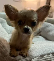 Liliette , a female Chihuahua for sale in Porter, TX – 2 of 2