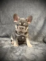 Rudolph, a male French Bulldog for sale in Muncie, IN – Photo 2 of 8