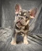Rudolph, a male French Bulldog for sale in Muncie, IN – Photo 8 of 8