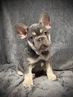 Rudolph, a male French Bulldog for sale in Muncie, IN – Photo 4 of 8
