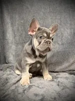 Rudolph, a male French Bulldog for sale in Muncie, IN – Photo 6 of 8