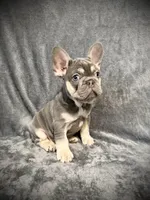 Rudolph, a male French Bulldog for sale in Muncie, IN – Photo 7 of 8